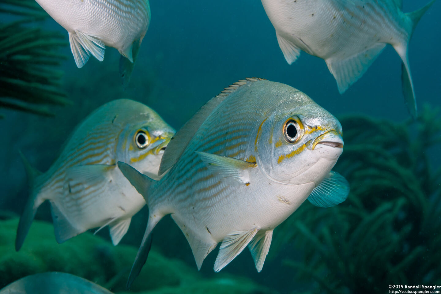Kyphosus vaigiensis (Brassy Chub)