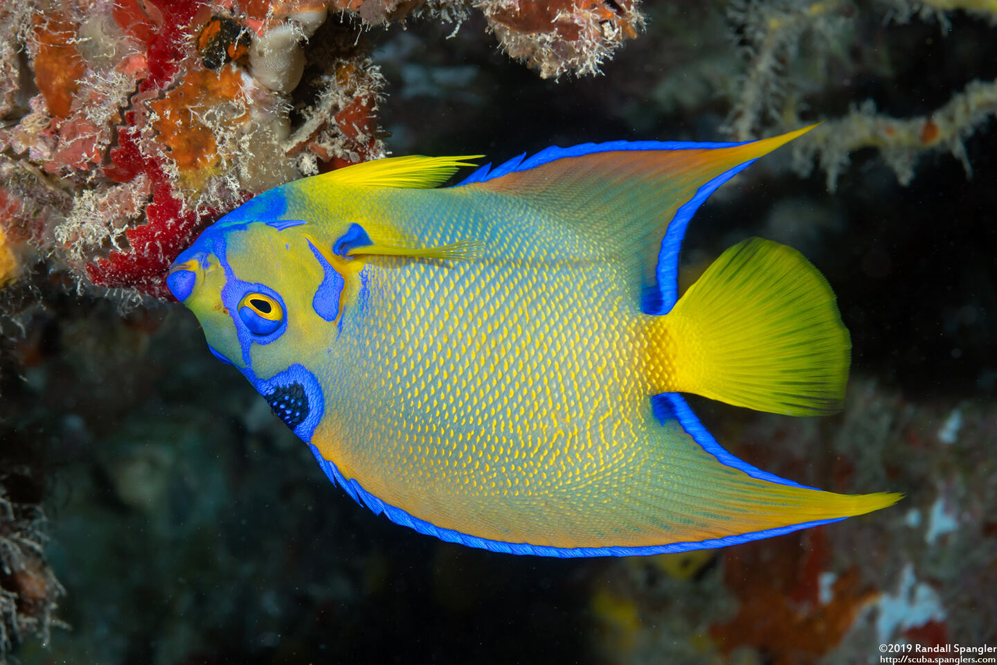 Holacanthus ciliaris (Queen Angelfish)