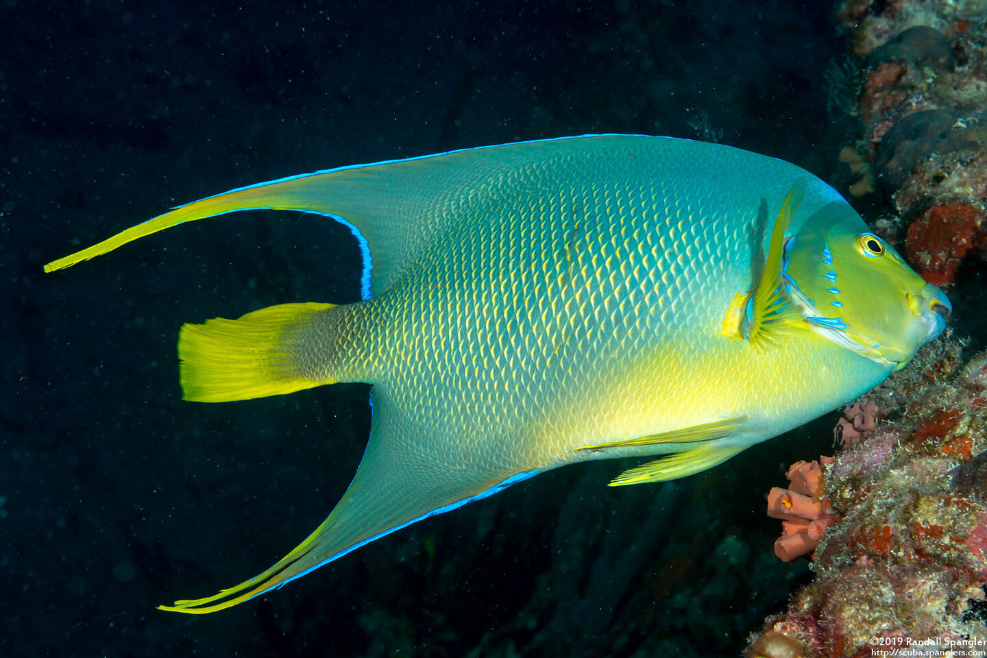 Holacanthus bermudensis (Blue Angelfish)