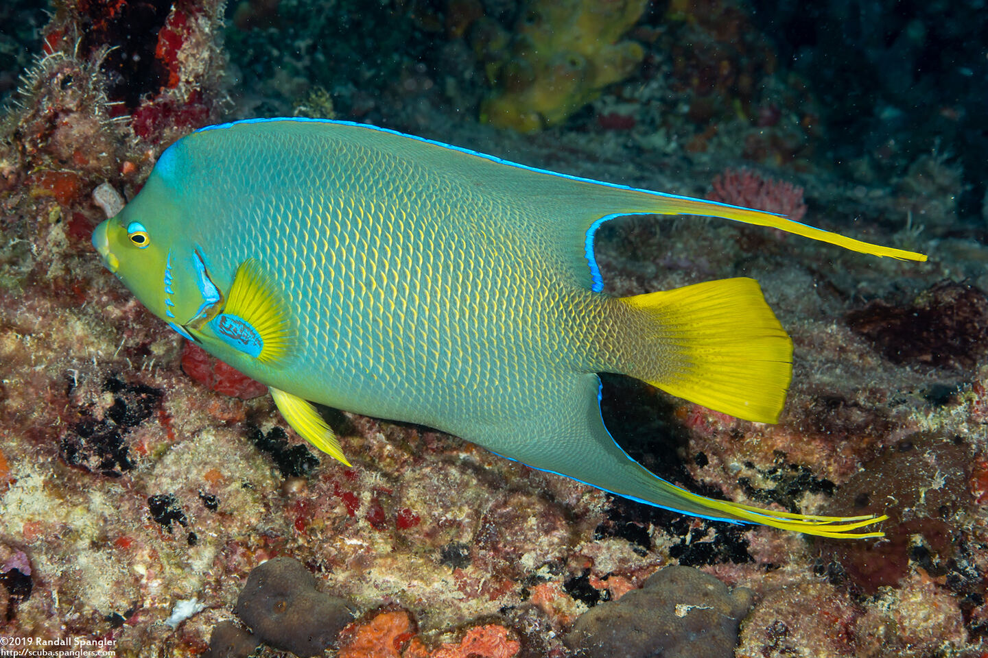 Holacanthus bermudensis (Blue Angelfish)