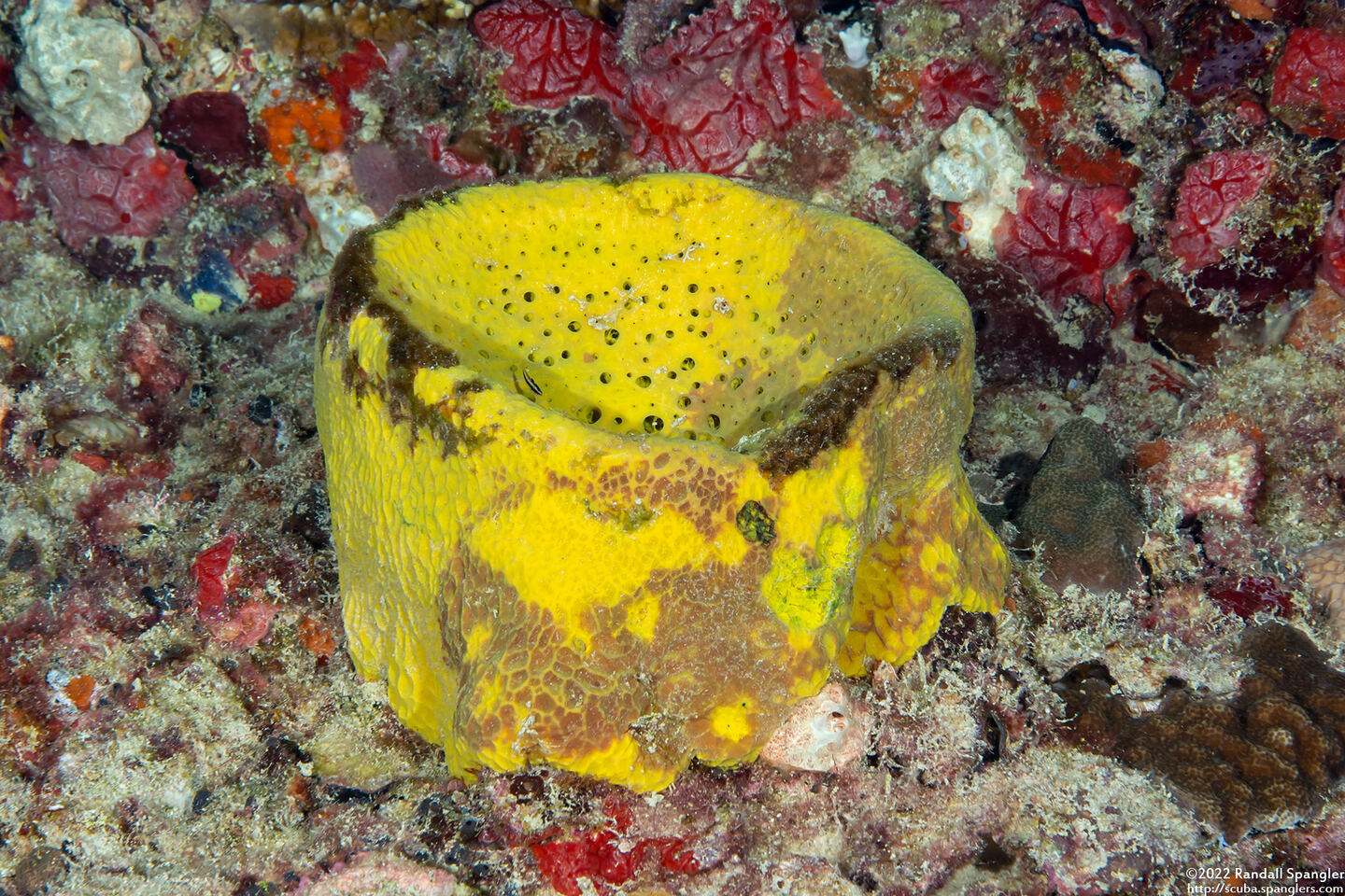 Verongula gigantea (Netted Barrel Sponge)