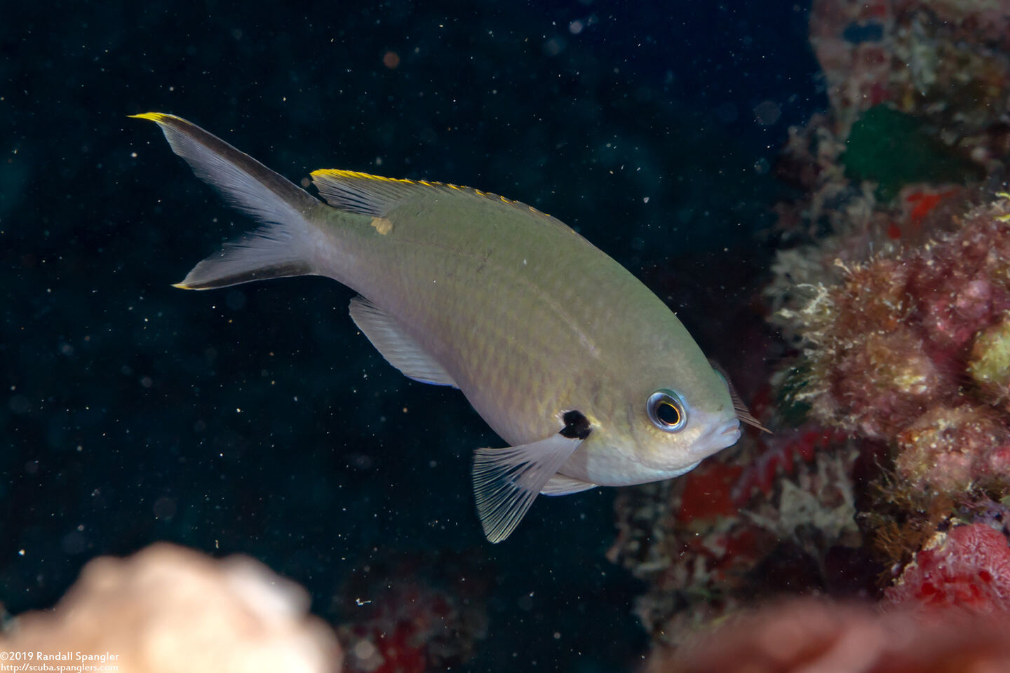 Chromis multilineata (Brown Chromis)