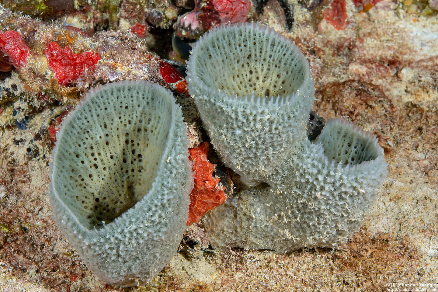 Niphates digitalis (Pink Vase Sponge)