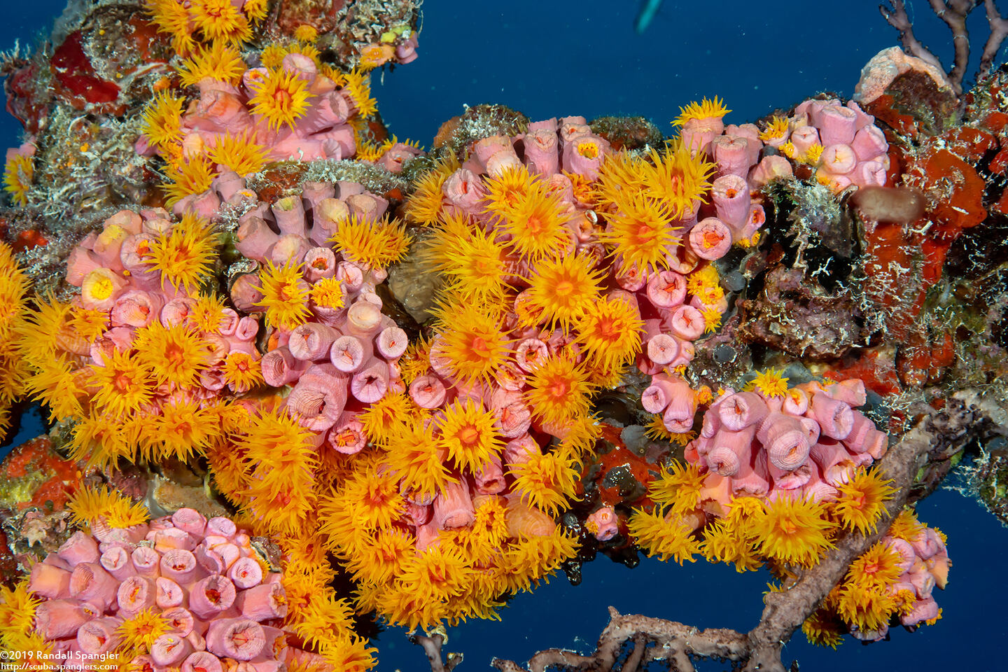 Tubastraea coccinea (Orange Cup Coral)
