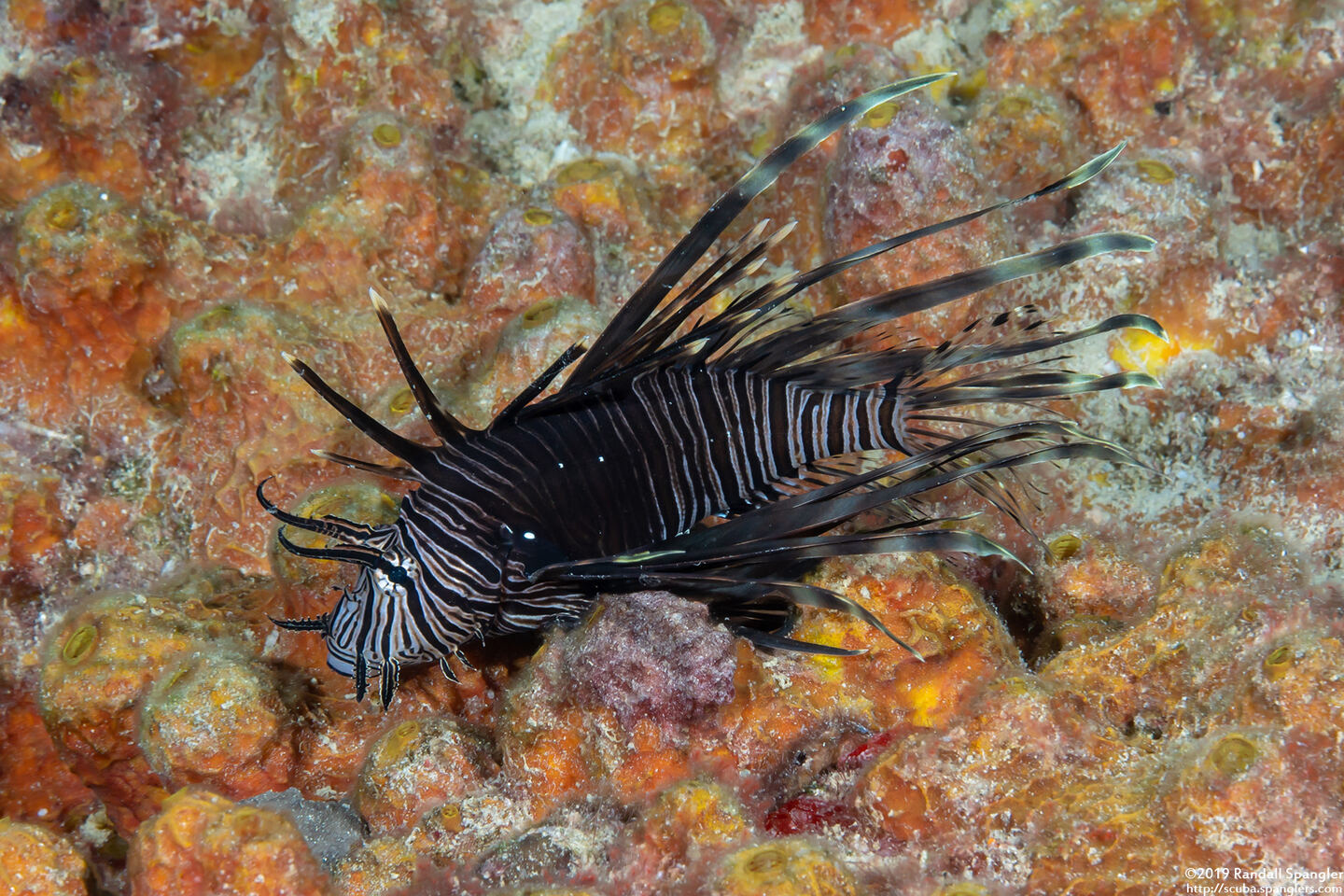 Pterois volitans (Red Lionfish)
