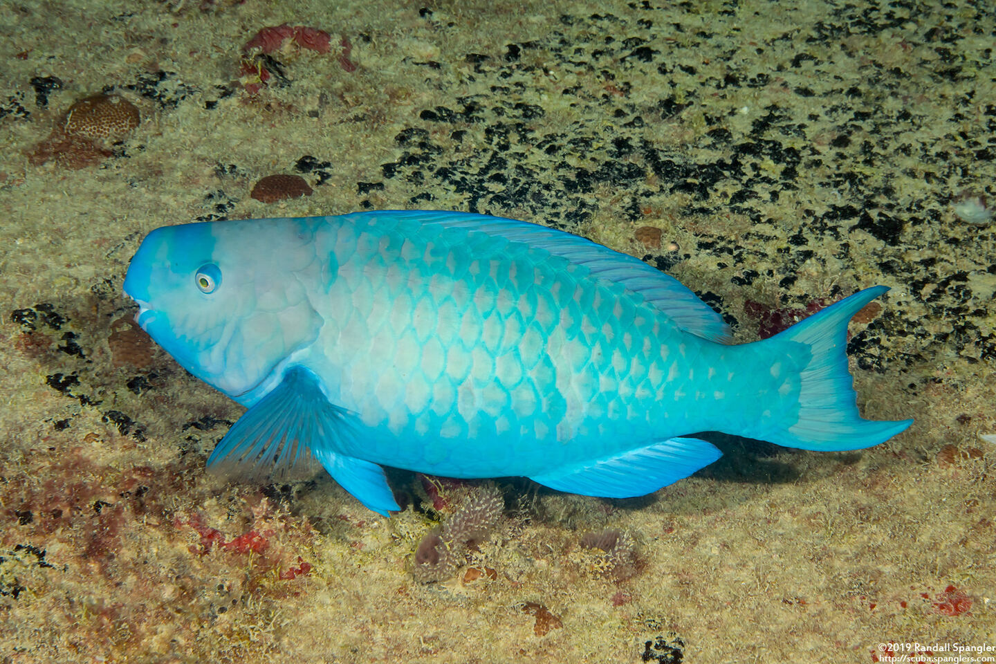 Scarus coeruleus (Blue Parrotfish)