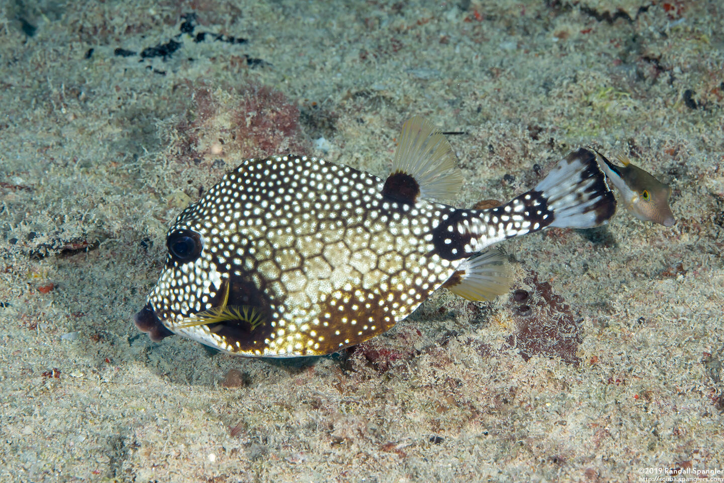 Lactophrys triqueter (Smooth Trunkfish)