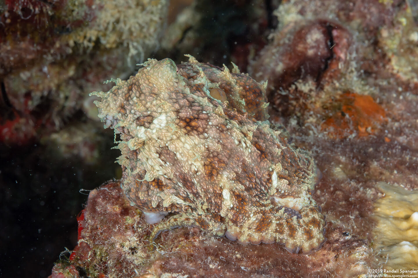 Octopus vulgaris (Common Octopus)