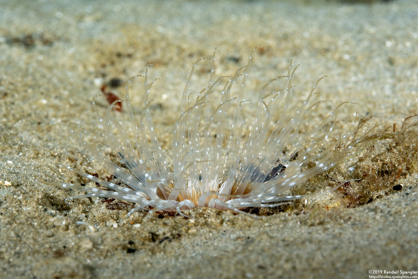 Pachycerianthus insignis (Transparent Tube Anemone)
