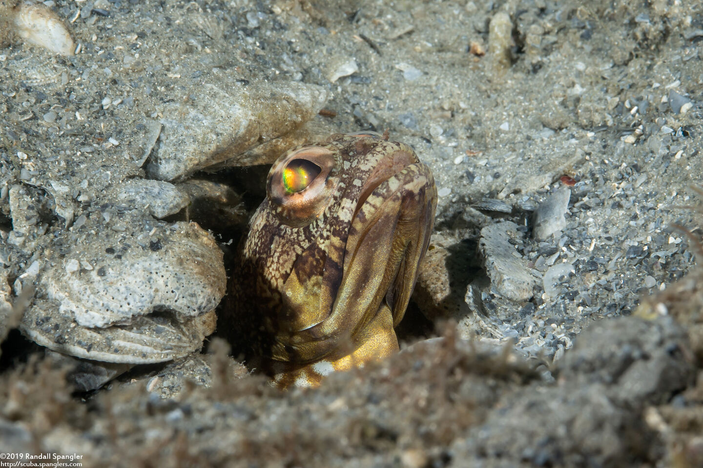 Opistoghnathus robinsi (Spotfin Jawfish)