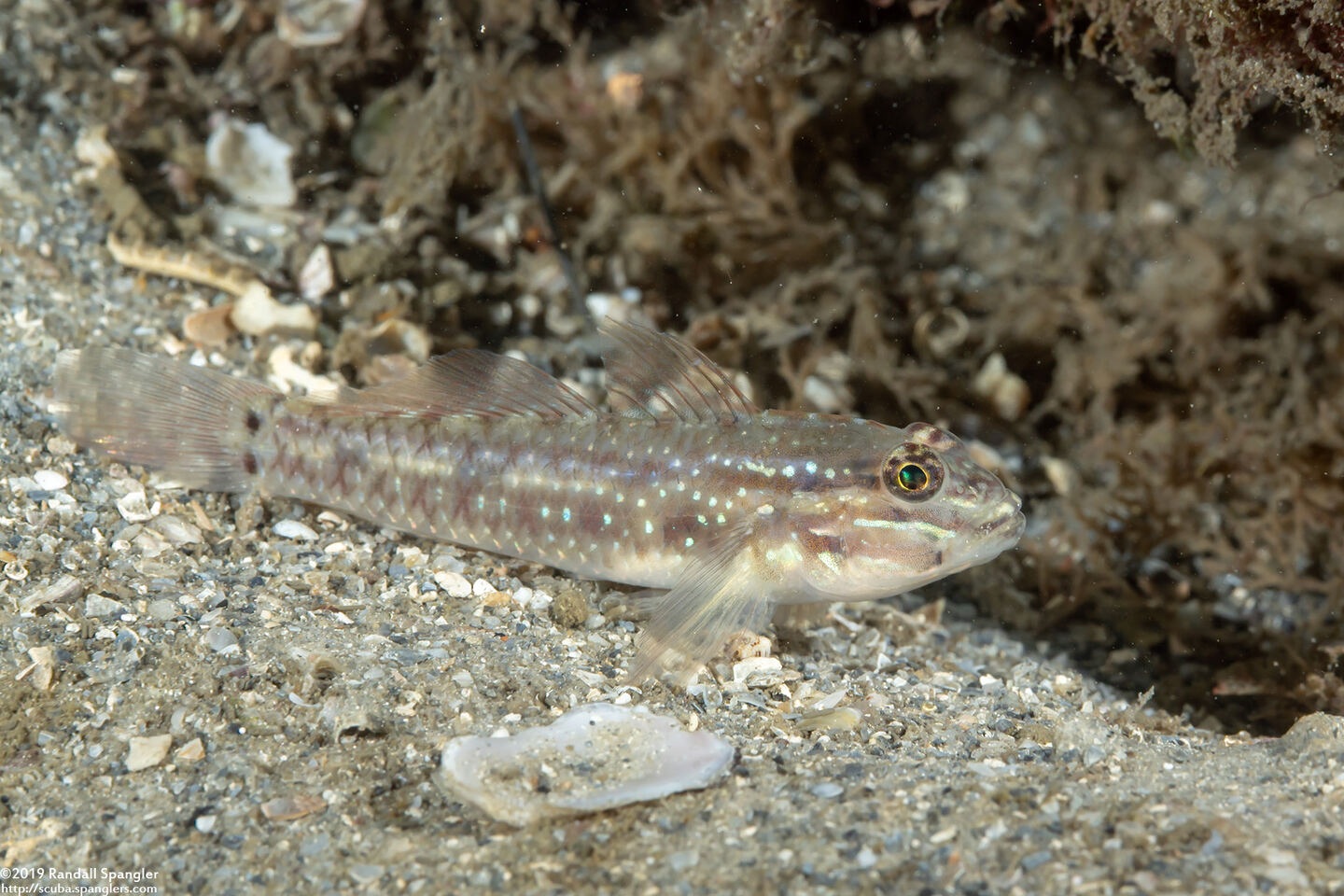 Coryphopterus glaucofraenum (Bridled Goby)