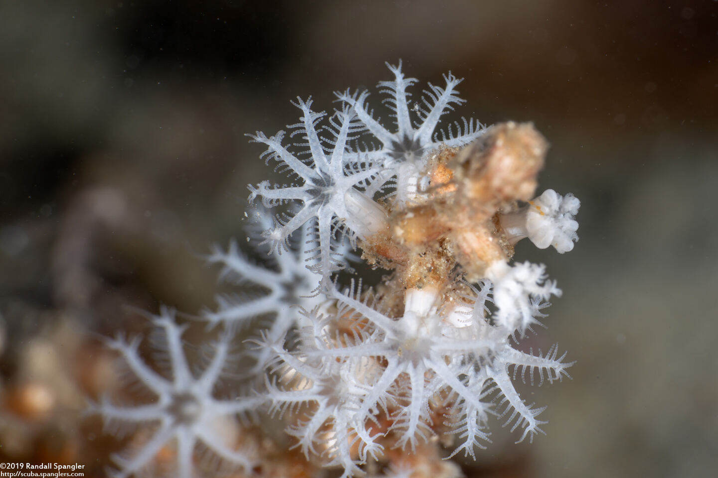 Diodogorgia nodulifera (Colorful Sea Rod)