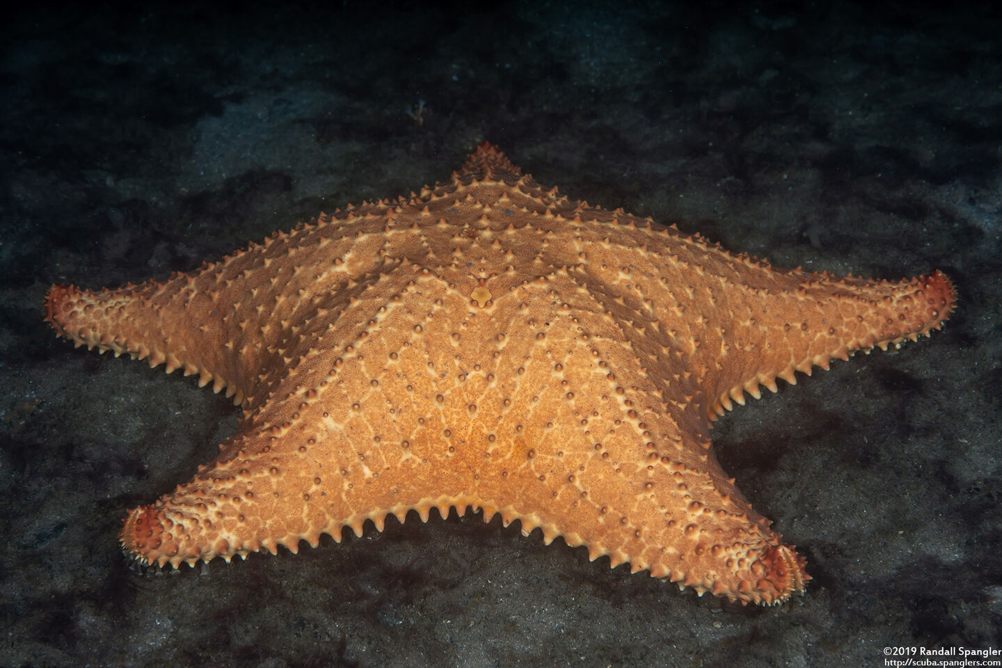 Oreaster reticulatus (Cushion Sea Star)
