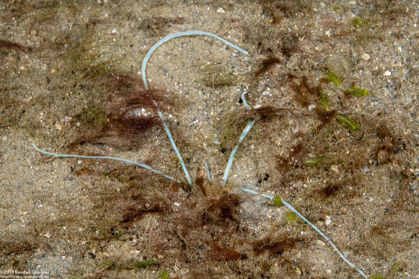 Terebellidae sp.1 (Spaghetti Worm)