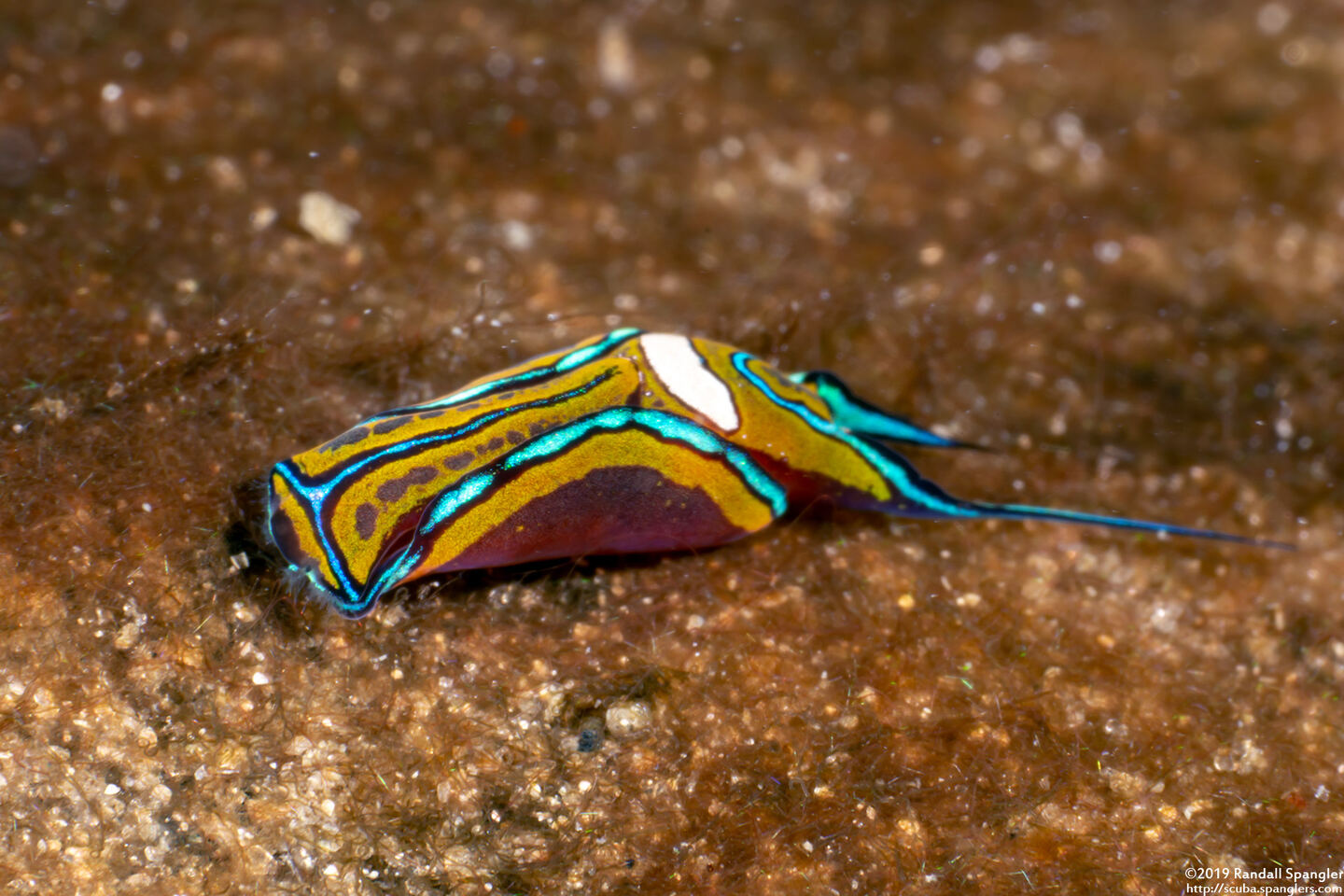 Chelidonura hirundinina (Leech Aglaja)