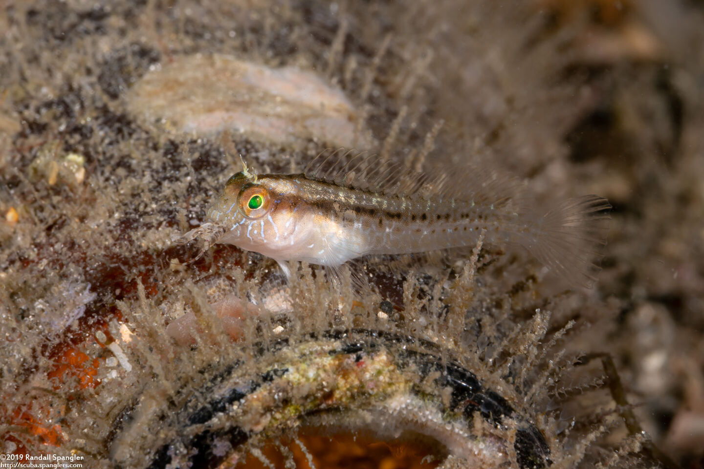 Parablennius marmoreus (Seaweed Blenny); On a bottle, eating a skeleton shrimp