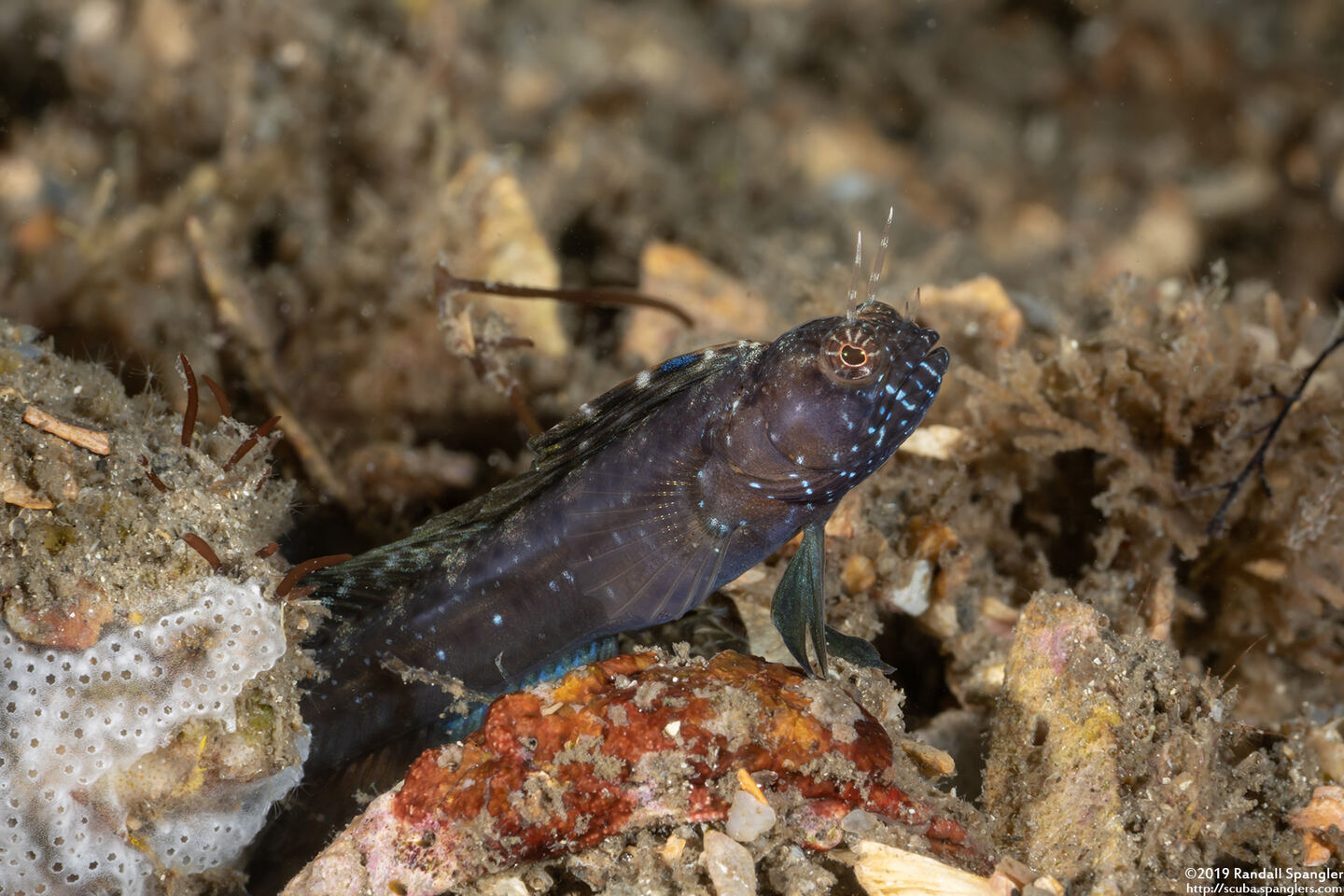Emblemaria pandionis (Sailfin Blenny)