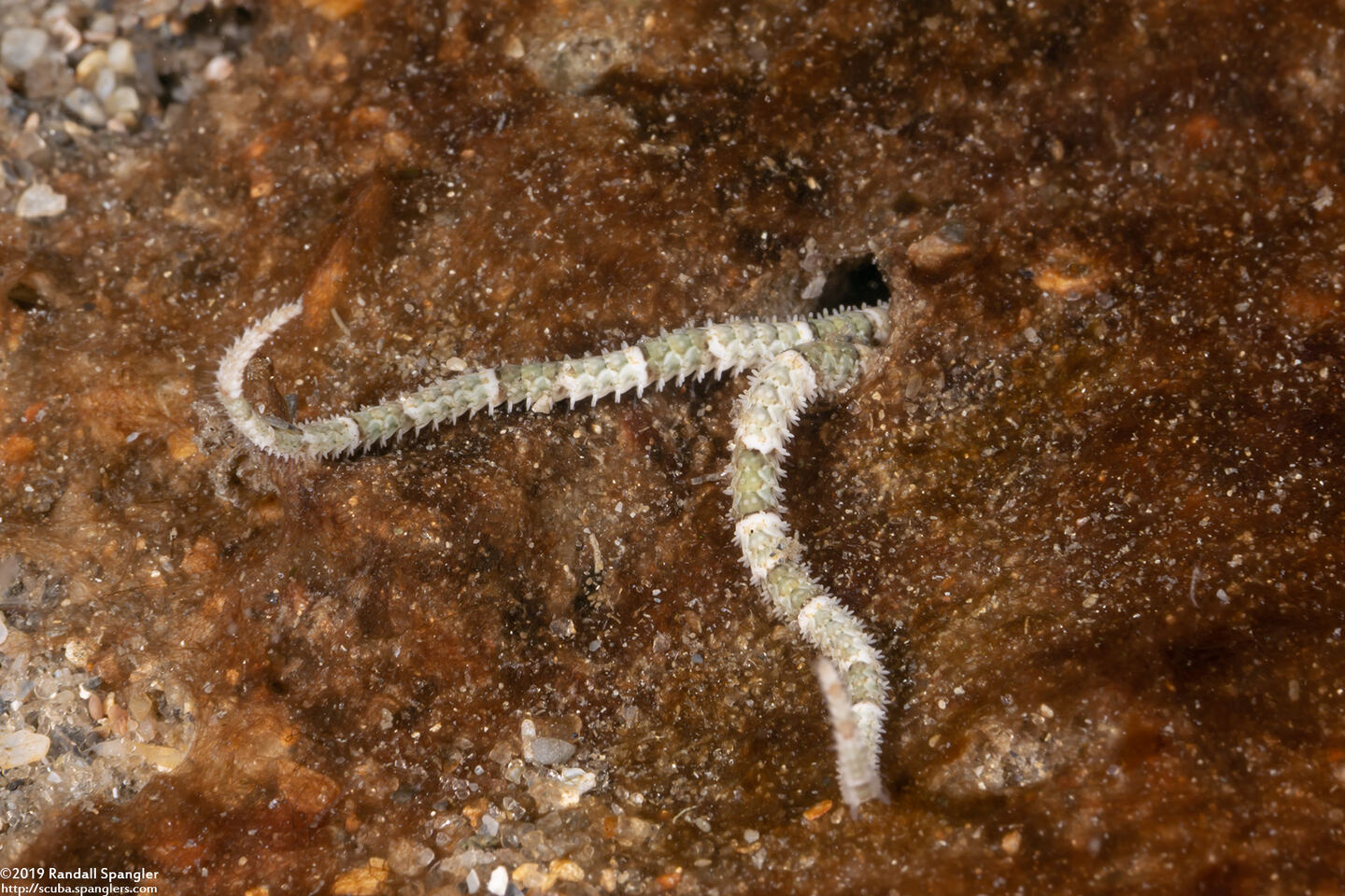 Amphiuridae sp.2 (Burrowing Brittle Star)