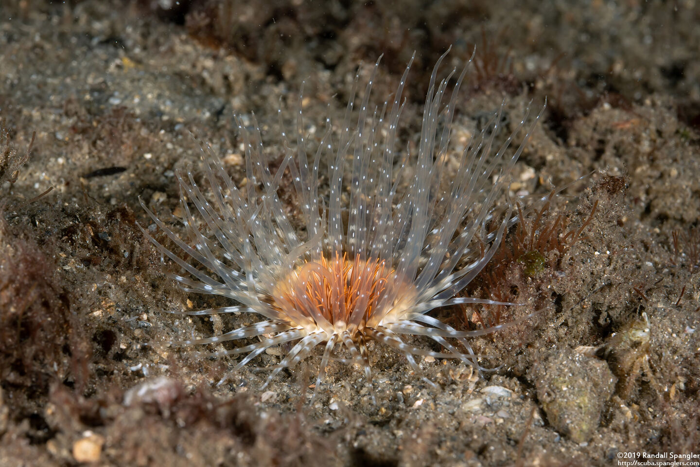 Pachycerianthus insignis (Transparent Tube Anemone)