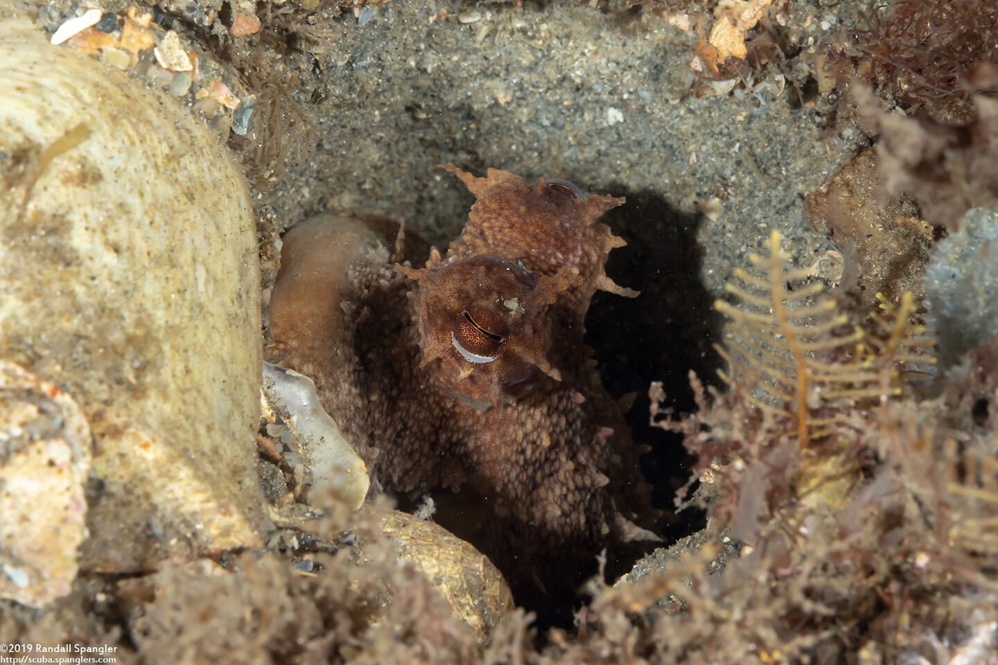 Macrotritopus defilippi (Atlantic Longarm Octopus)