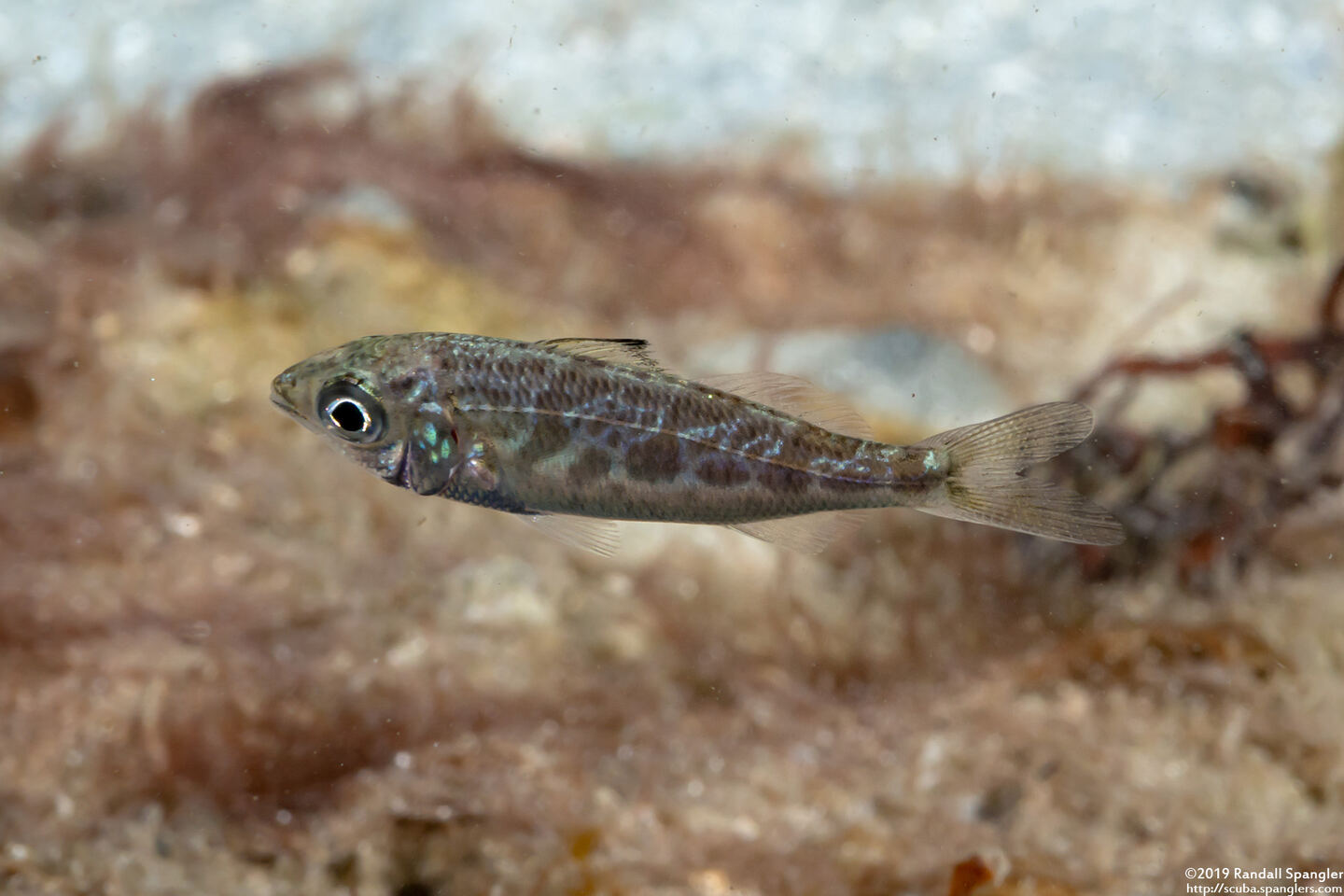 Ulaema lefroyi (Mottled Mojarra)