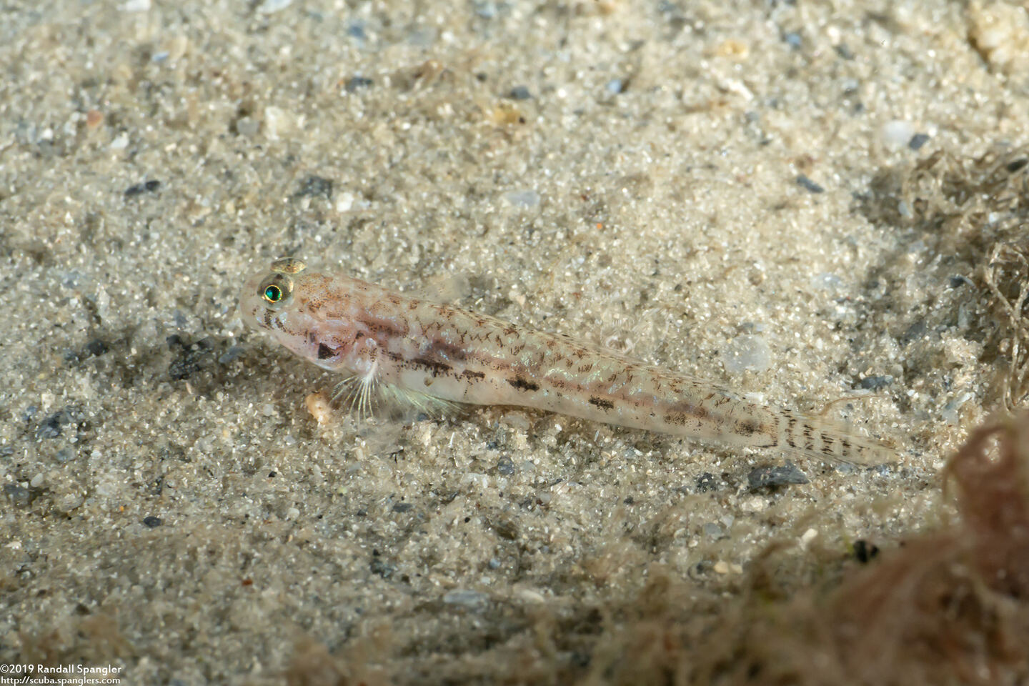 Ctenogobius stigmaturus (Spottail Goby)