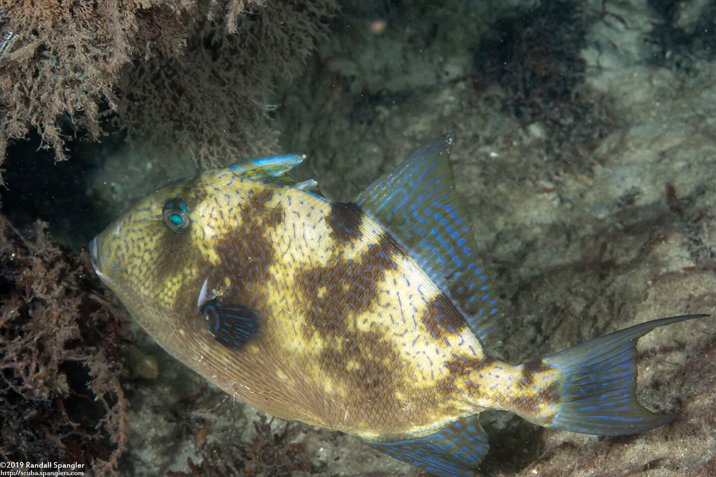 Balistes capriscus (Gray Triggerfish)