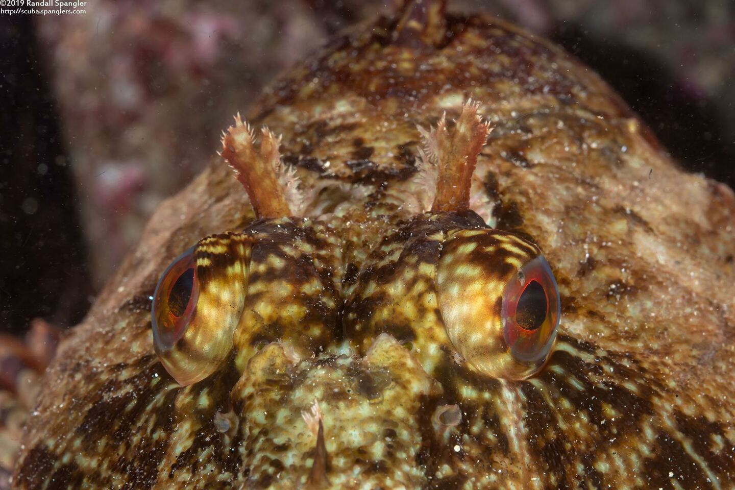 Scorpaenichthys marmoratus (Cabezon)