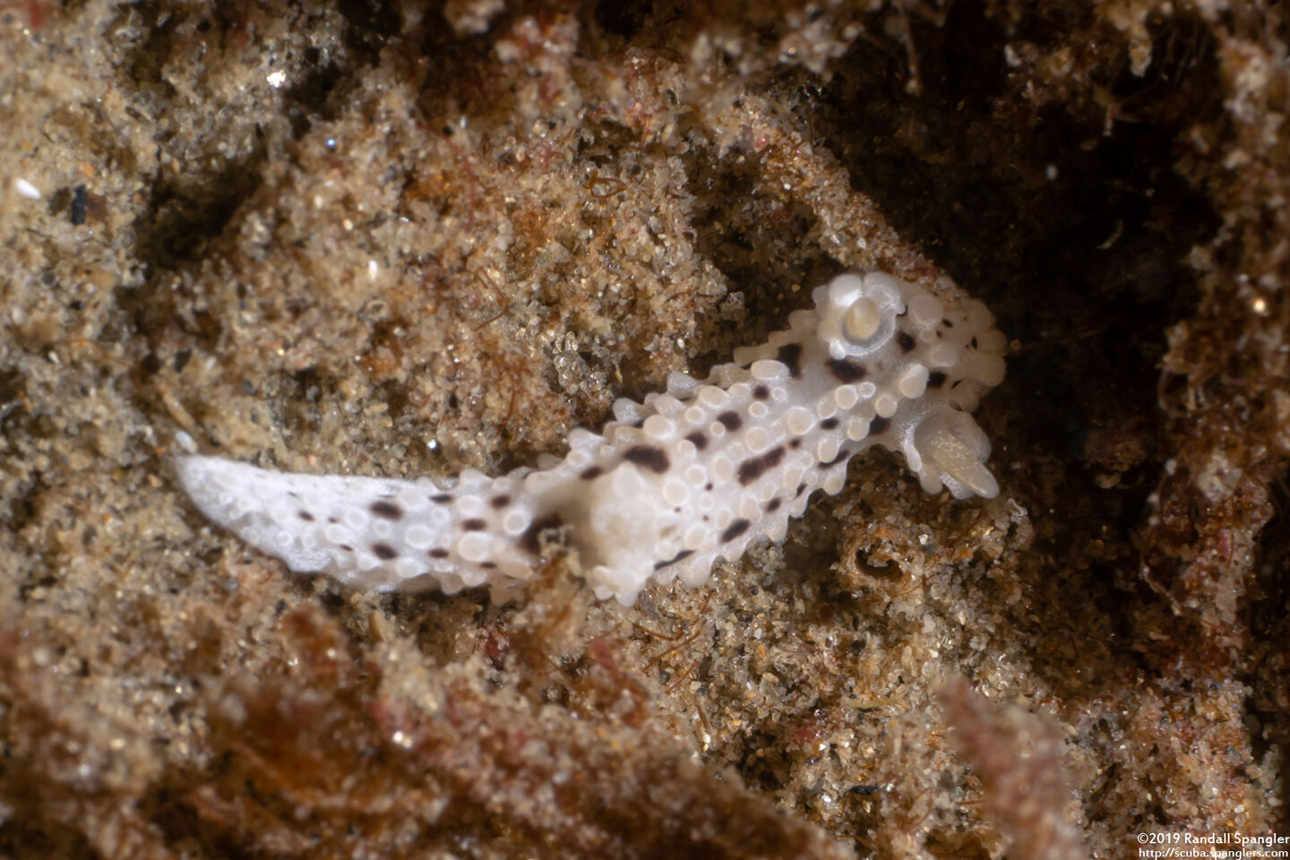 Aegires albopunctatus (Salt-and-Pepper Dorid)