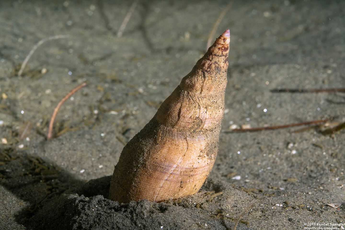 Megasurcula carpenteriana (Carpenter's Turrid)