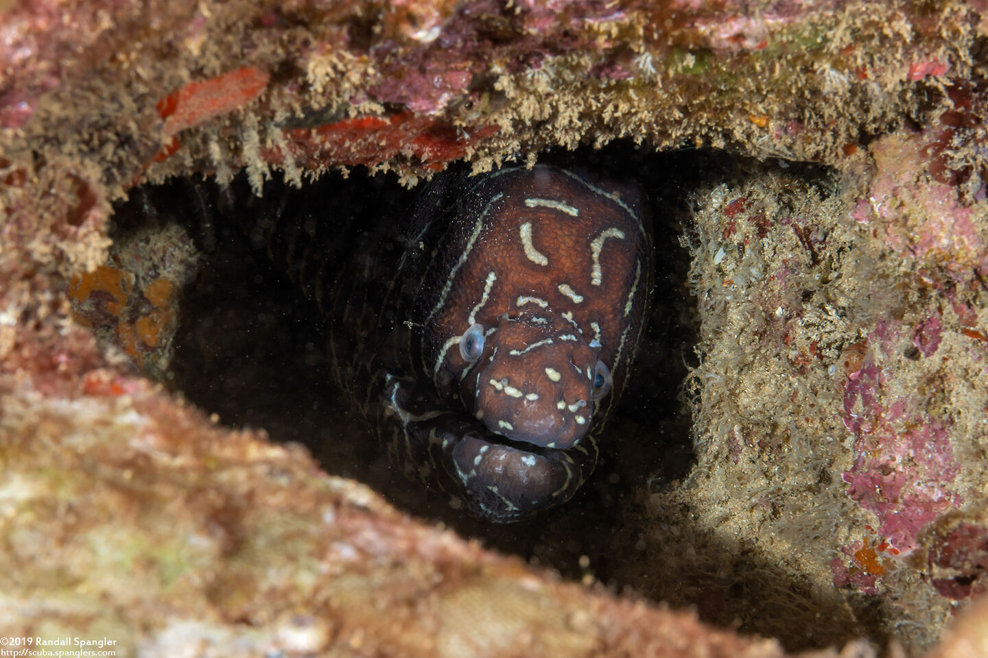 Gymnomuraena zebra (Zebra Moray)