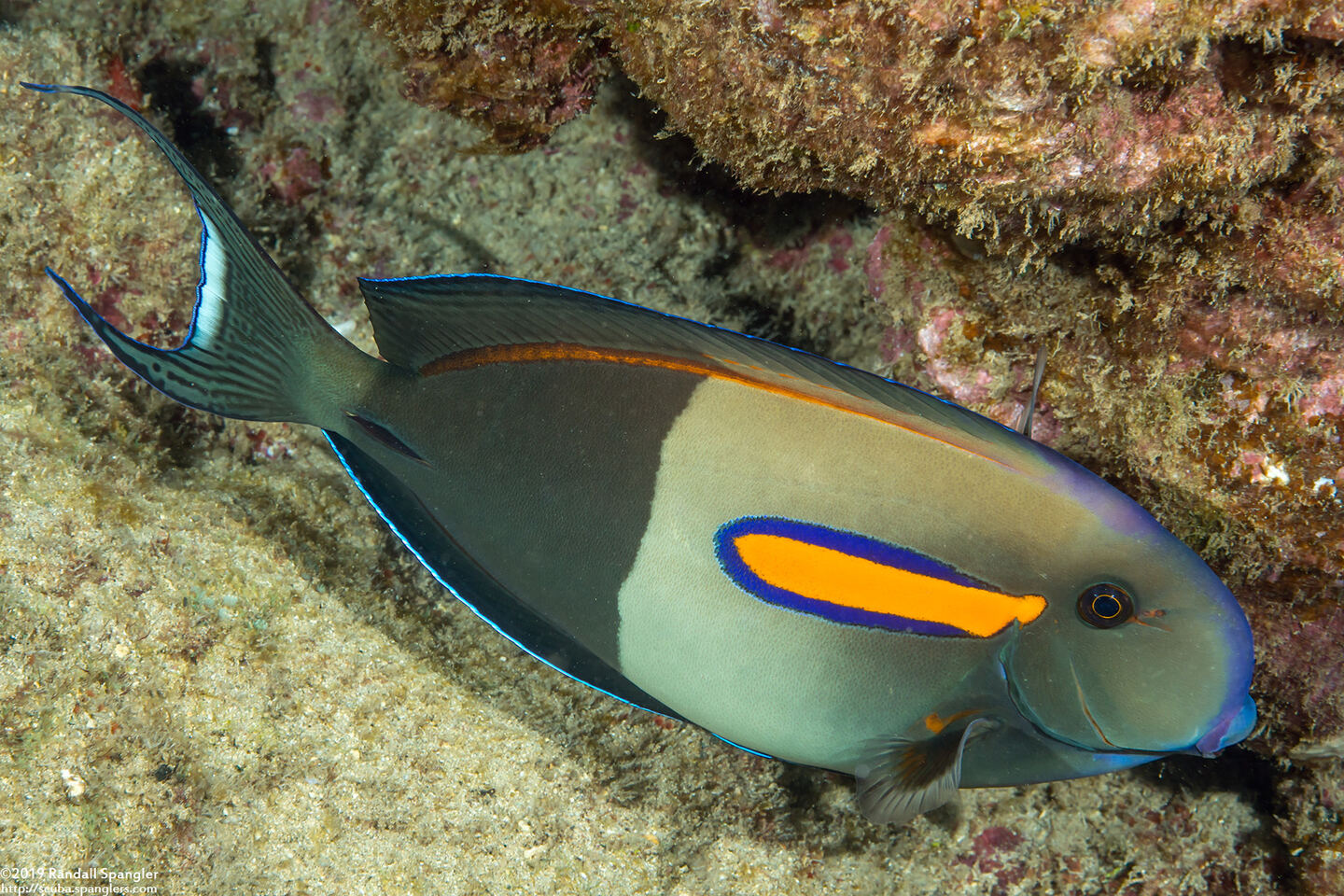 Acanthurus olivaceus (Orangeband Surgeonfish)