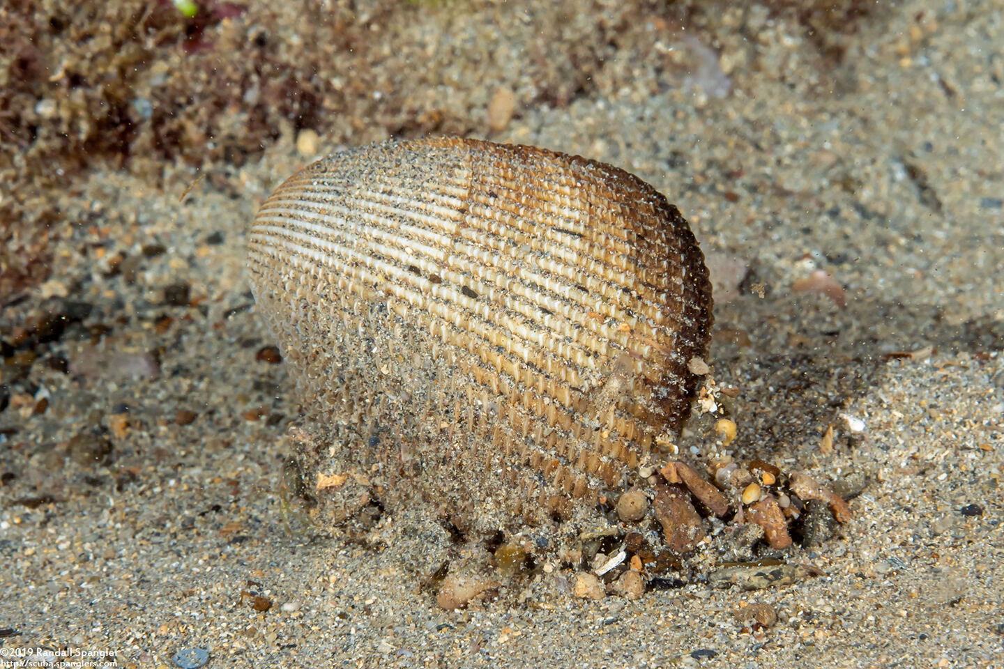 Vasticardium orbita (Rounded Cockle)