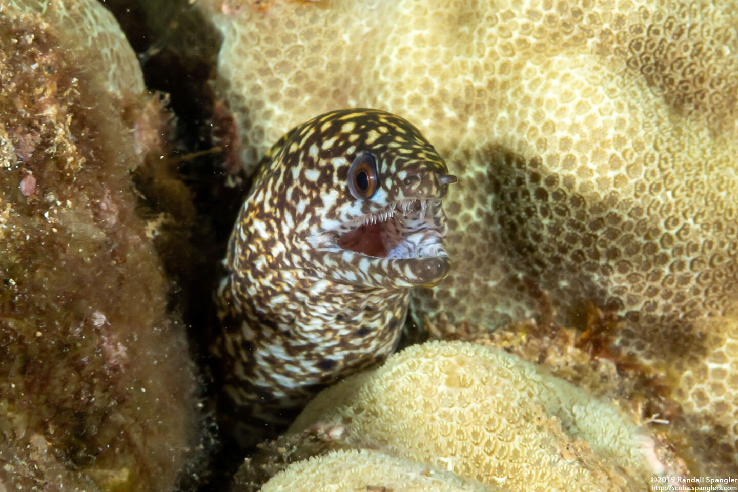 Gymnothorax eurostus (Stout Moray)