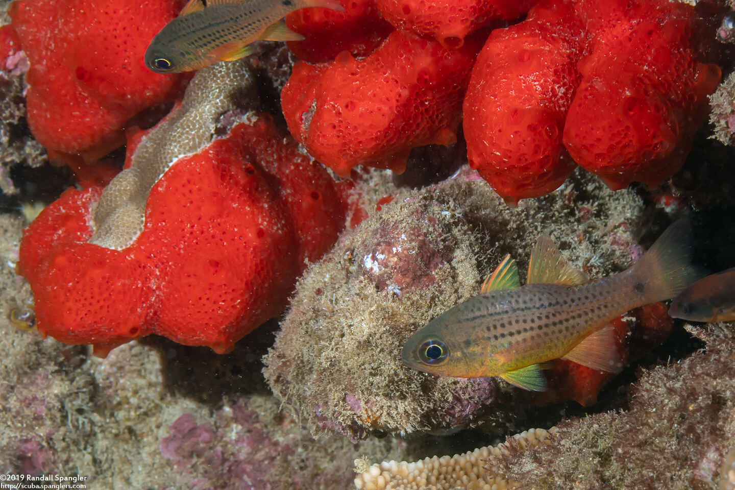 Phorbas sp.1 (Red Phorbas)