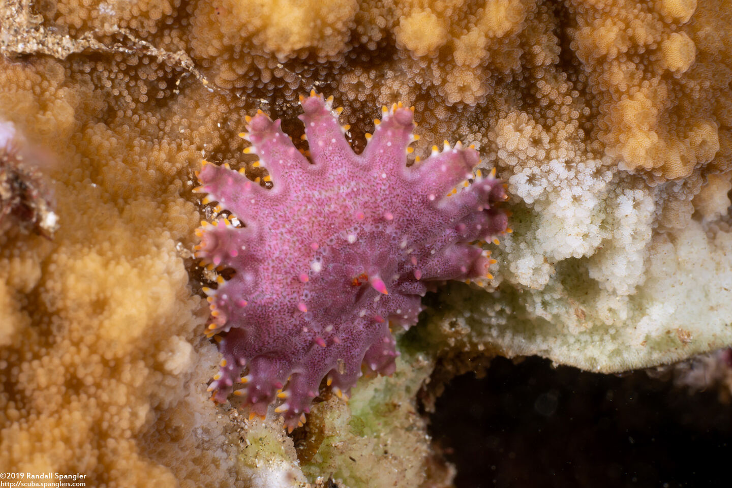 Acanthaster solaris (Crown-of-Thorns Star)