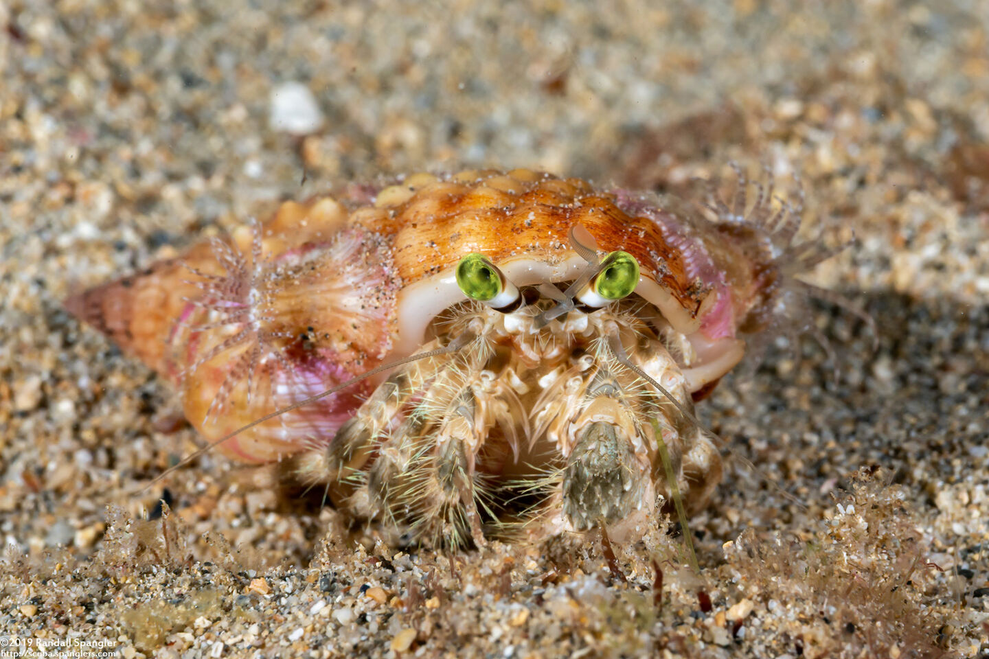 Dardanus deformis (Pale Anemone Hermit Crab)