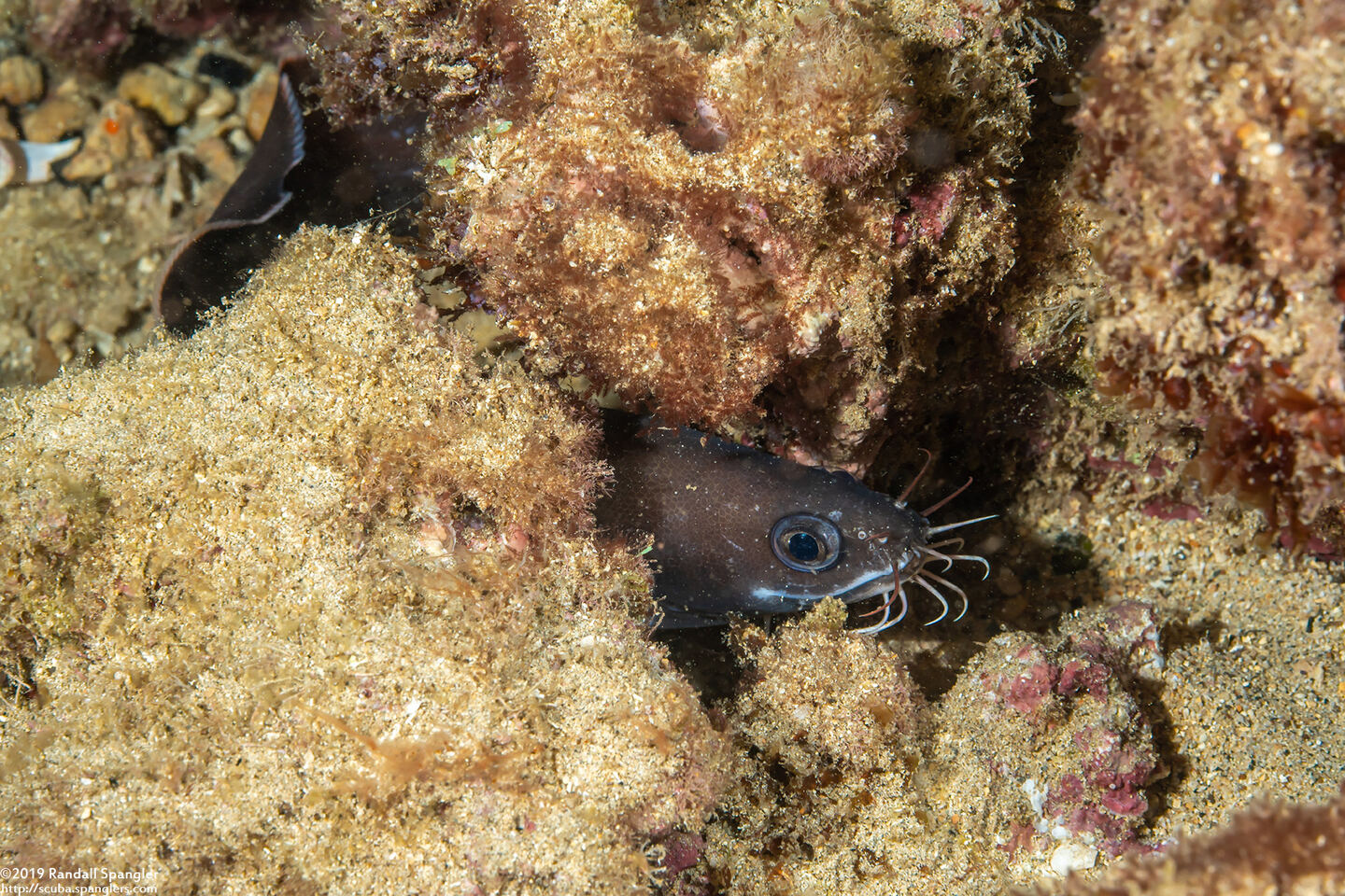 Brotula multibarbata (Large-Eye Brotula)