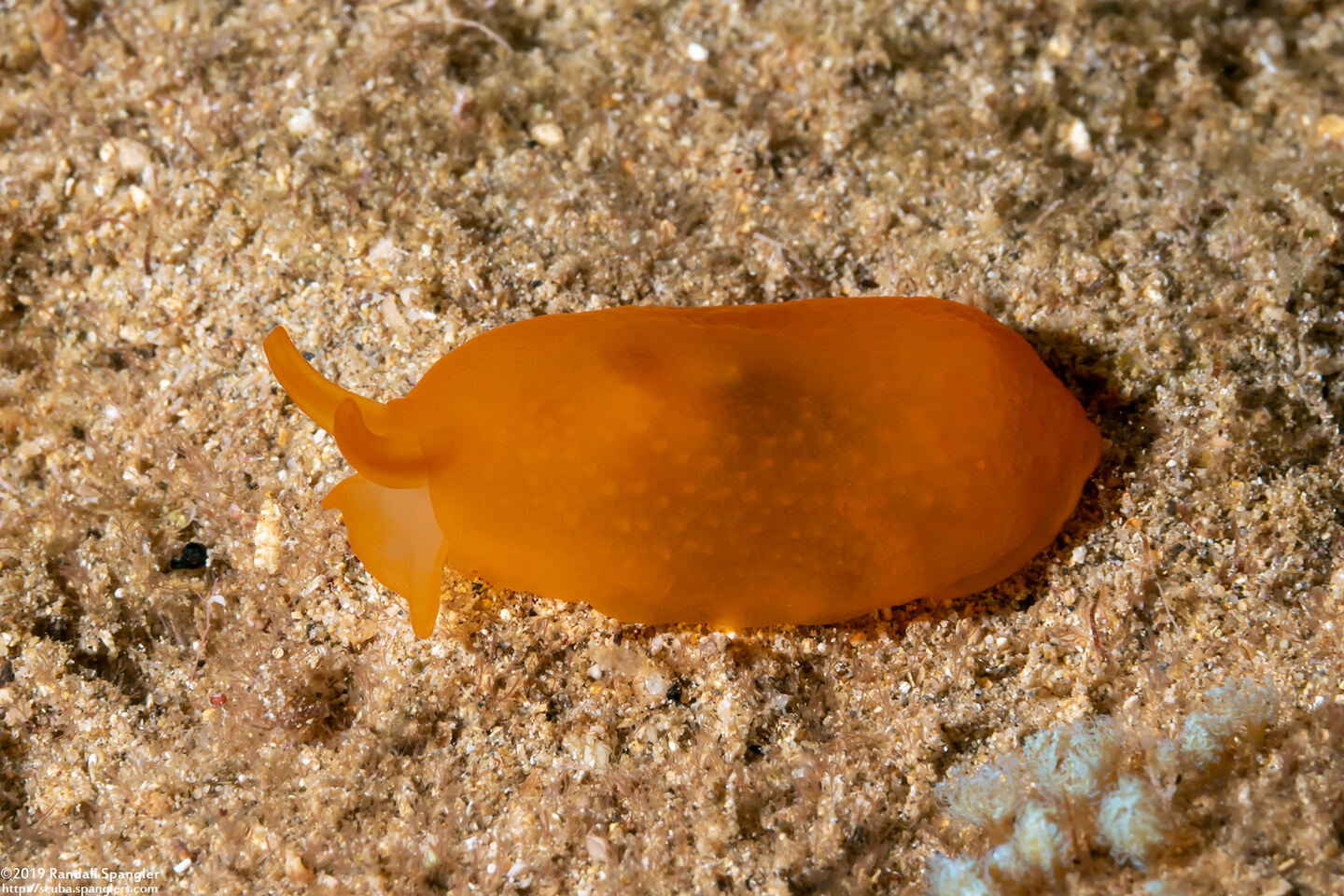 Berthellina delicata (Orange Gumdrop)