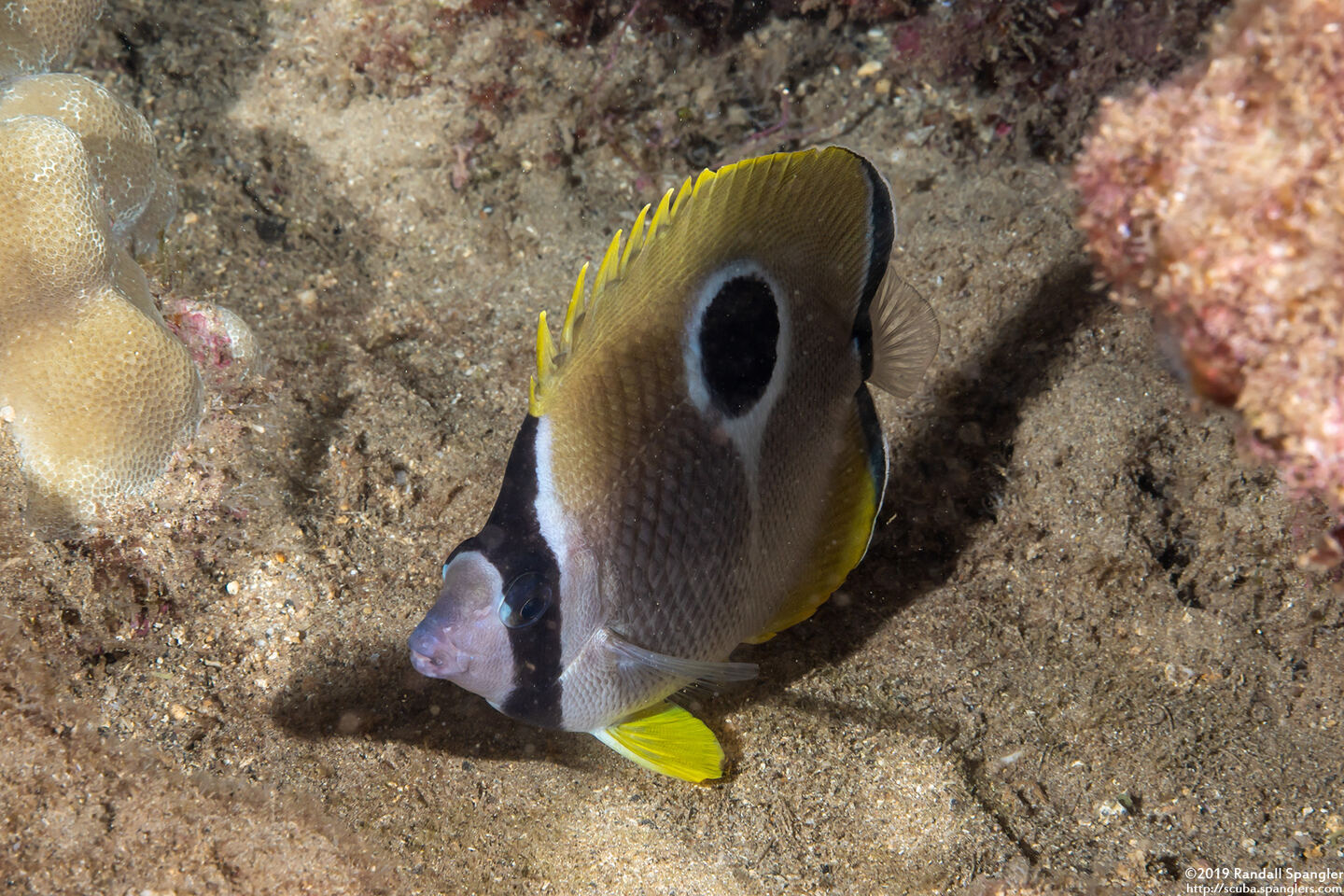 Chaetodon unimaculatus (Teardrop Butterflyfish)