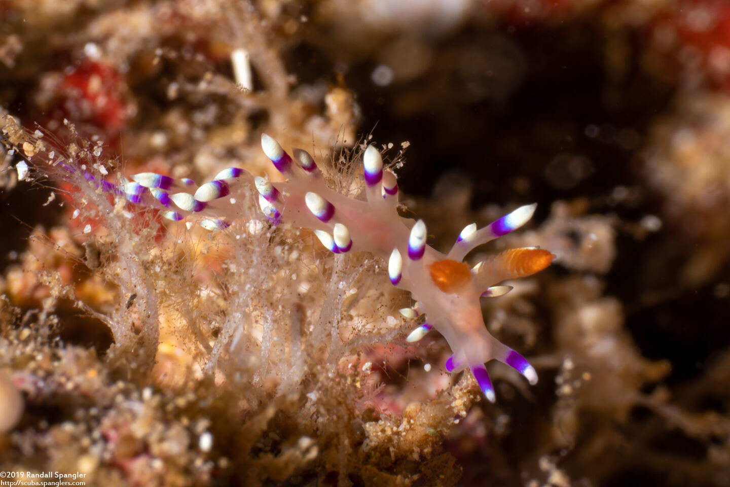 Coryphellina exoptata (Desirable Flabellina)