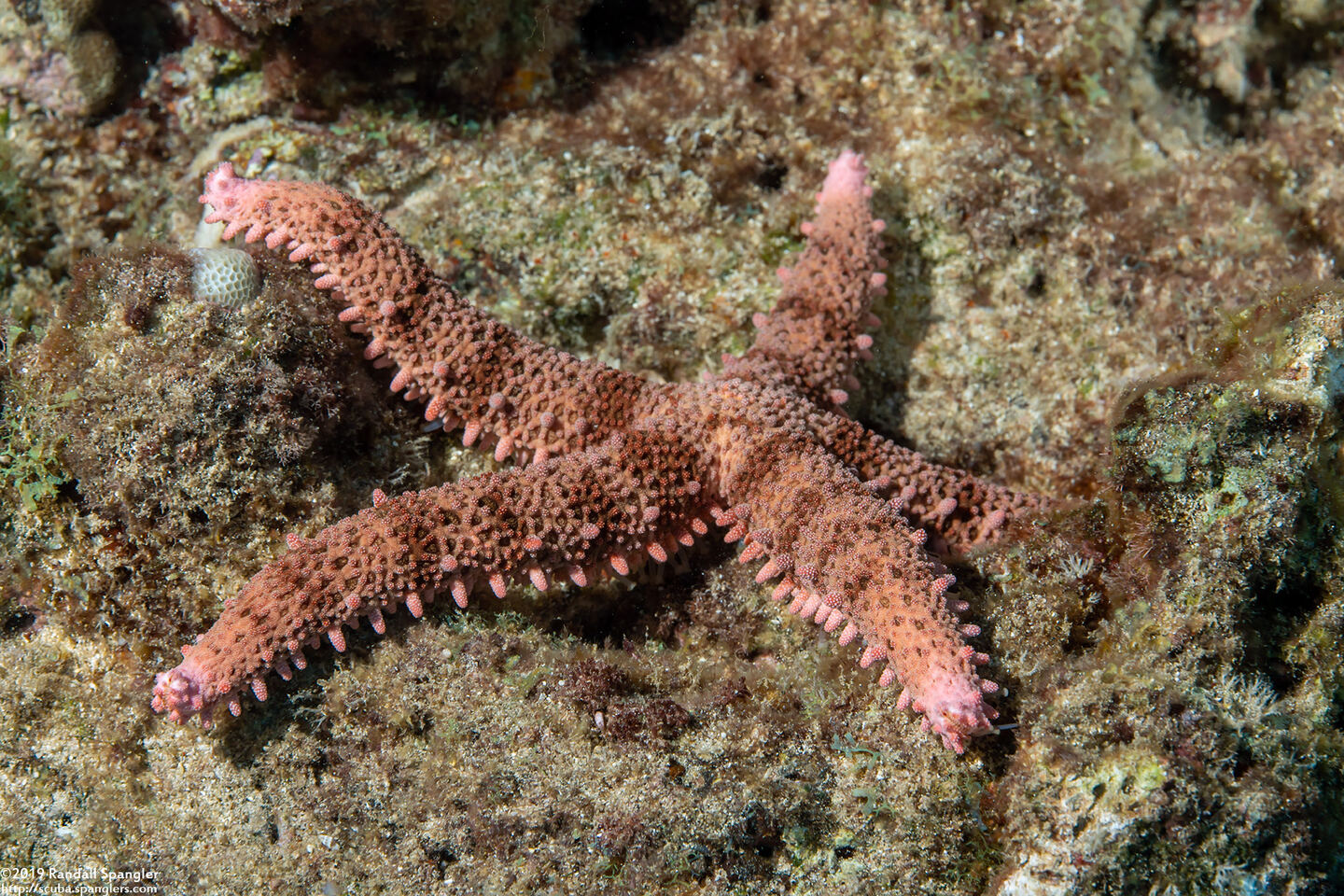 Mithrodia fisheri (Fisher's Star)