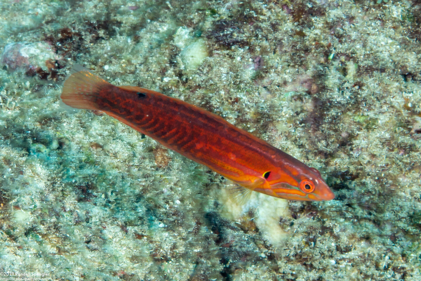 Coris venusta (Elegant Coris)