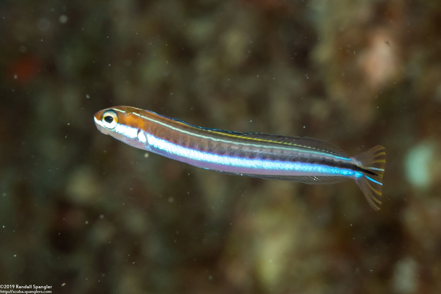 Plagiotremus goslinei (Gosline's Fang Blenny)