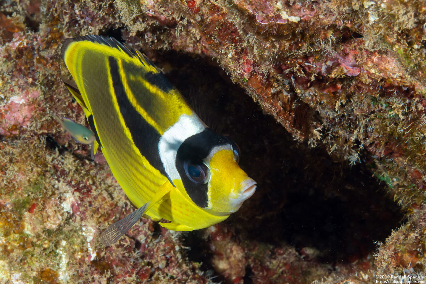 Chaetodon lunula (Raccoon Butterflyfish)