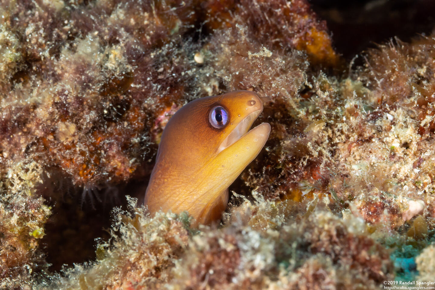 Gymnothorax melatremus (Dwarf Moray)