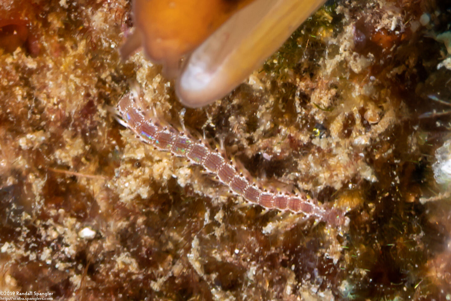 Pherecardia striata (Lined Fireworm)