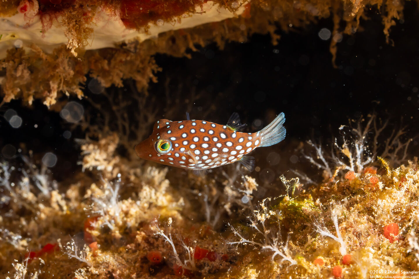 Canthigaster jactator (Hawaiian Whitespotted Toby)