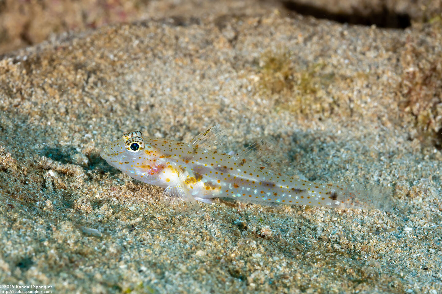 Fusigobius duospilus (Twospot Sandgoby)