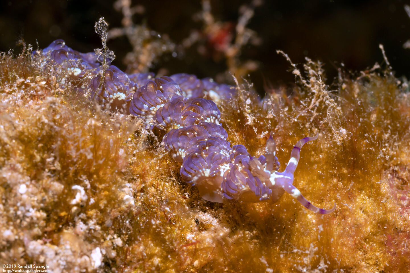 Pteraeolidia semperi (Blue Dragon Nudibranch)